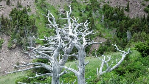 View of trees on field