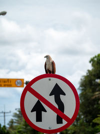 Close-up of a bird perching on road sign