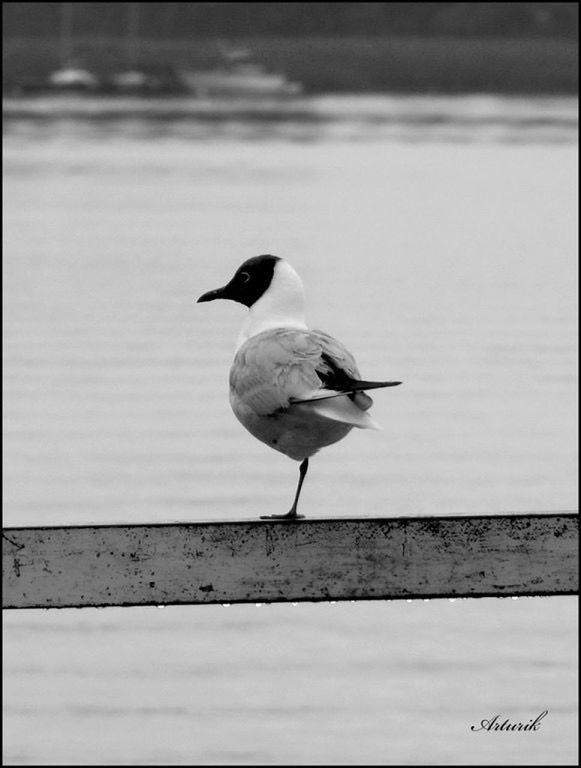 SEAGULLS PERCHING ON RAILING