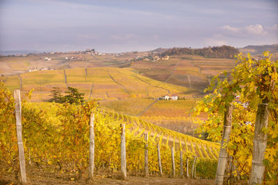 Scenic view of vineyard against sky