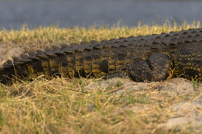 View of a crocodile in a field