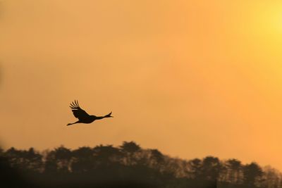 Low angle view of birds flying in sky