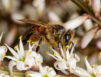 Close-up of bee on flower