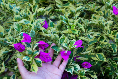 Close-up of hand holding purple flowers