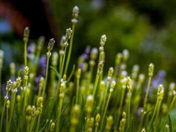 Close-up of lavender