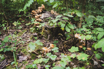 Close-up of mushrooms growing on field in forest