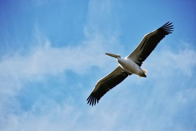 Low angle view of eagle flying in sky