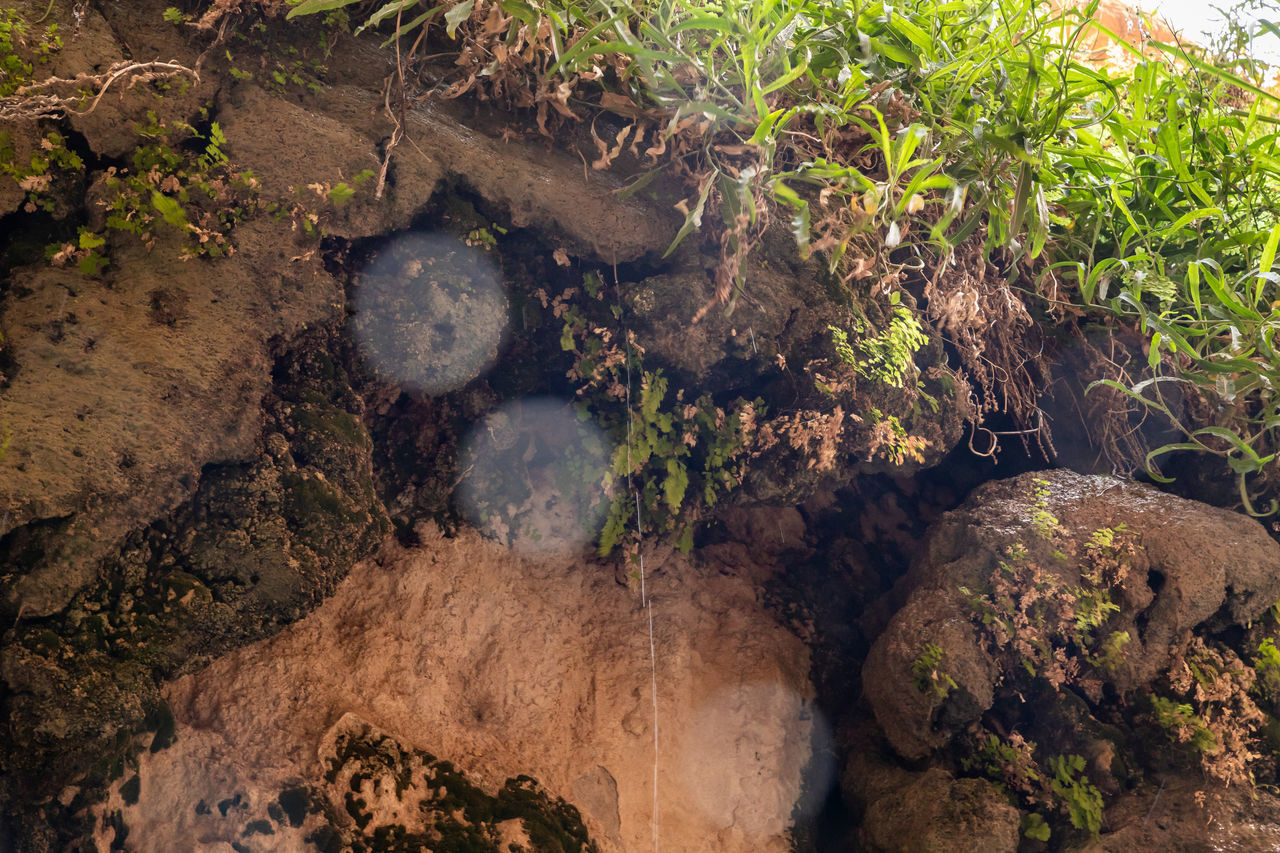 soil, plant, nature, no people, land, growth, rock, wildlife, day, water, high angle view, tree, environment, outdoors, beauty in nature, forest, tranquility, dirt, landscape, jungle, plant part, sunlight, non-urban scene