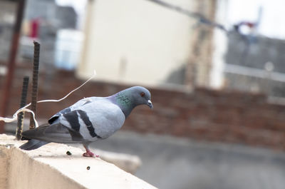 Side view of pigeon perching on retaining wall