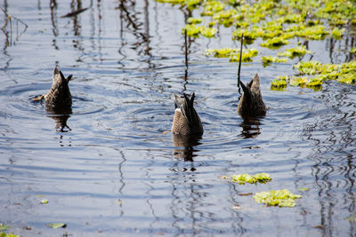 Ducks swimming in lake