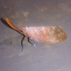 High angle view of insect in a water