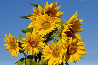 Low angle view of yellow sunflower against sky