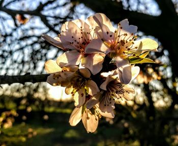 Close-up of fresh flower tree against sky