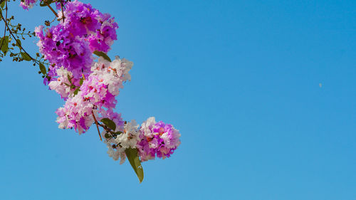 Low angle view of pink cherry blossoms against blue sky