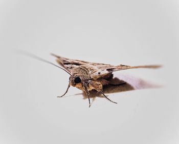 Close-up of insect against white background