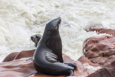 High angle view of sea lion on beach