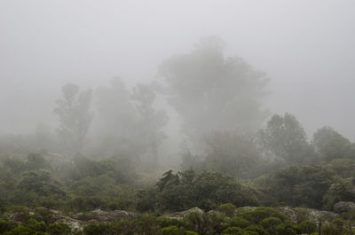 Trees in forest against sky