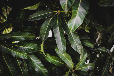 Green leaves in the tropical rain forest in thailand