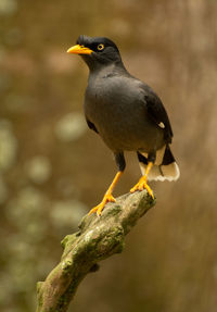 Close-up of bird perching on plant