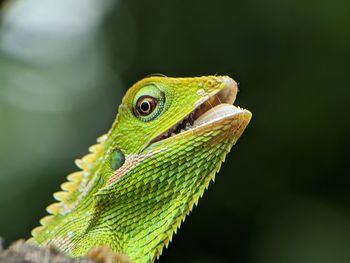 Close-up of green lizard