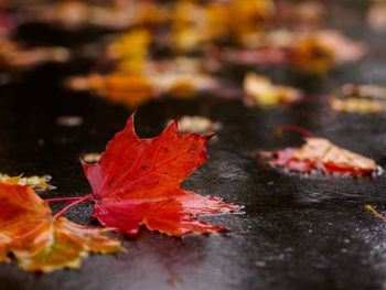 Close-up of fallen maple leaves during autumn