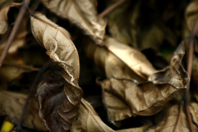 Close-up of dried leaves