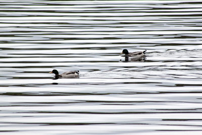 Two swans swimming on lake