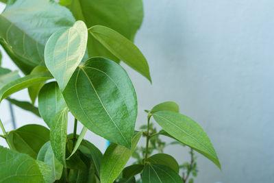 Close-up of fresh green leaves