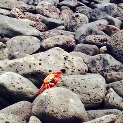 rock - object