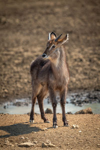 Young male common waterbuck stands near waterhole