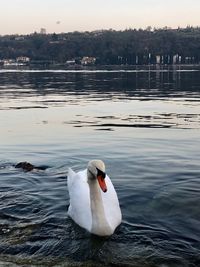 Swan floating on lake