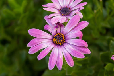 Close-up of pink flower