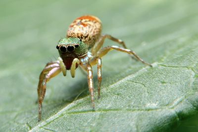 Close-up of spider