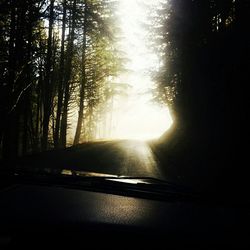 Sun shining through trees