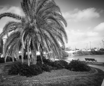 Palm trees against cloudy sky