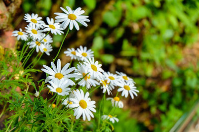 Close-up of white daisy blooming outdoors