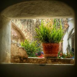 Potted plants in corridor
