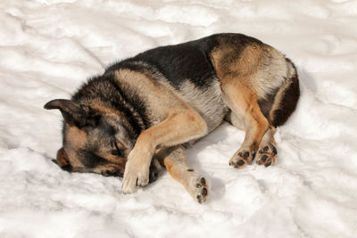 High angle view of dog sleeping on snow