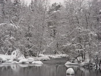 View of birds in lake