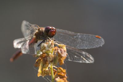 Close-up of insect on flower