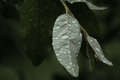 Close-up of raindrops on leaf