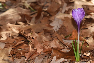 Close-up of purple flowers blooming in field