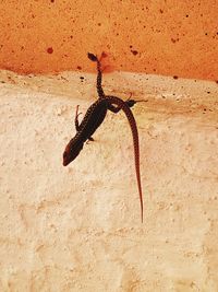 Close-up of lizard on wall