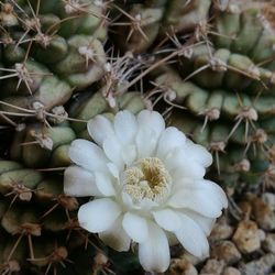 Close-up of white flowering plants