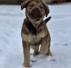 Portrait of dog on snow field