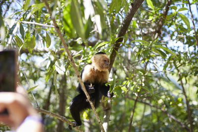 Capuchin monkey