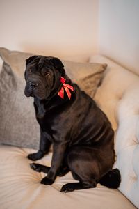 Shar-pei sitting on the couch with a bowtie