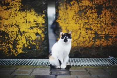 Portrait of cat by sewage against lichen on wall