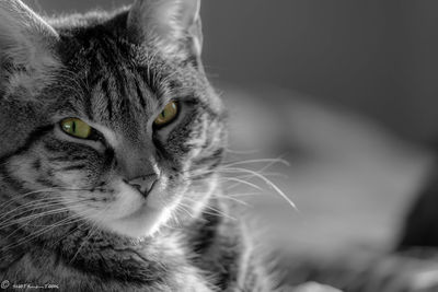 Close-up portrait of a cat