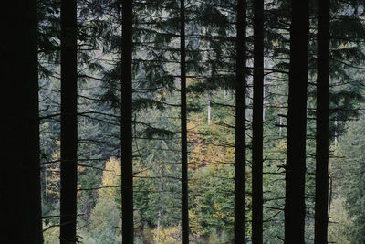 View of pine trees in forest